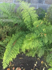 Asplenium × lucrosum