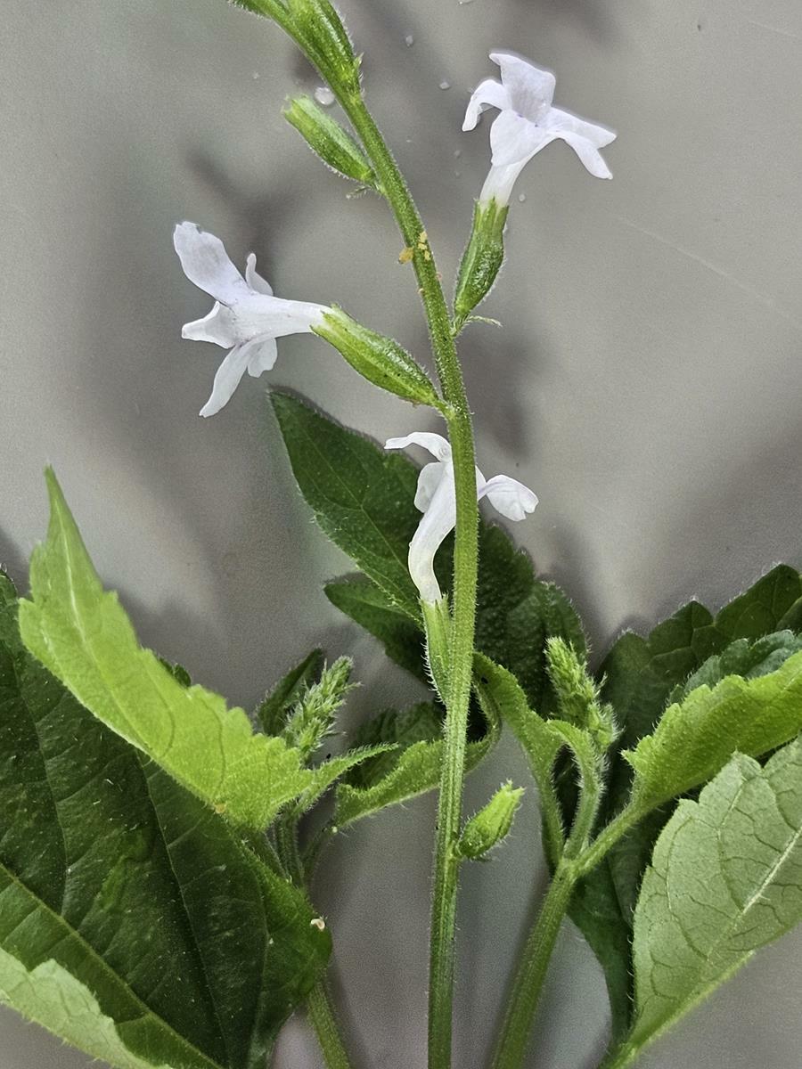 Imagem de Priva flabelliformis