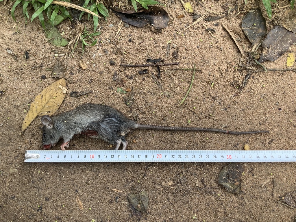 Target Rat