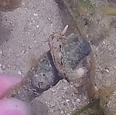 Plakobranchus ocellatus