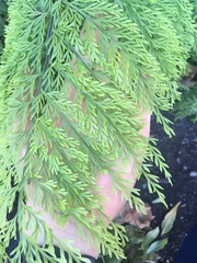 Asplenium × lucrosum