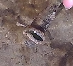 Plakobranchus ocellatus