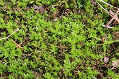 Atrichum crispulum