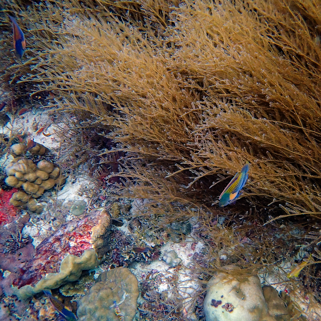 Ryukyu Fairy Wrasse