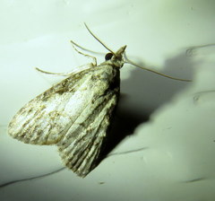 Nola pleurochorda
