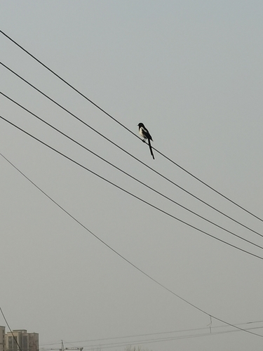 Oriental Magpie