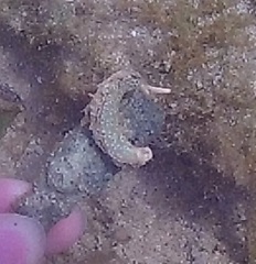 Plakobranchus ocellatus