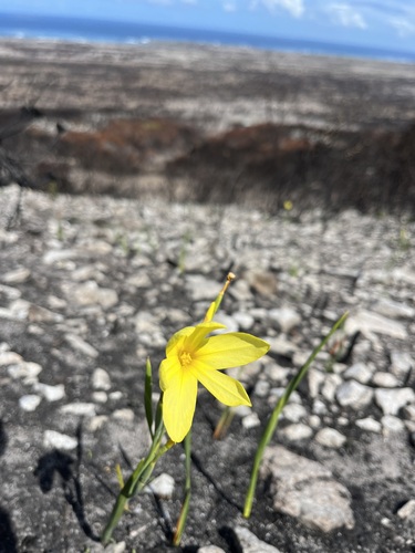 Image of Moraea pyrophila by (c) Charleen Brunke, some rights reserved (CC BY)