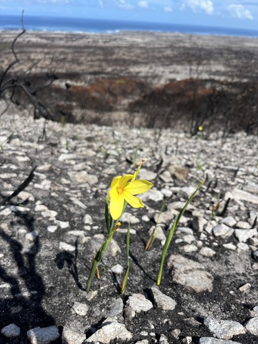 Image of Moraea pyrophila by (c) Charleen Brunke, some rights reserved (CC BY)