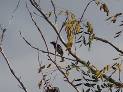 Spindalis zena benedicti