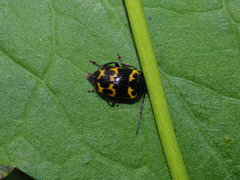 Gallerucida bifasciata