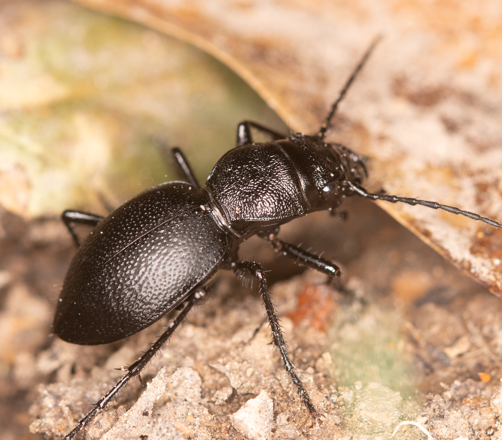 California Night-stalking Tiger Beetle