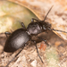 California Night-stalking Tiger Beetle - Photo (c) Michael Warner, some rights reserved (CC BY), uploaded by Michael Warner