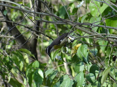 Coereba flaveola caboti