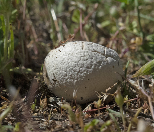 Lead-grey Puffball