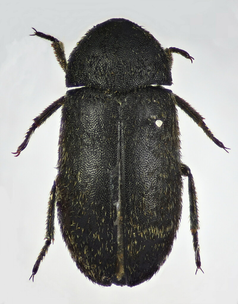 Dermestes mustelinus
