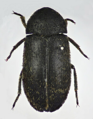 Dermestes mustelinus