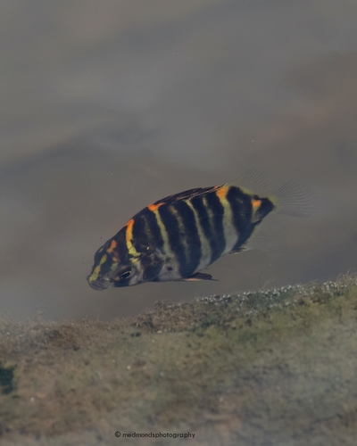Argus fish (Scatophagus argus) — Scatophagidae — 2