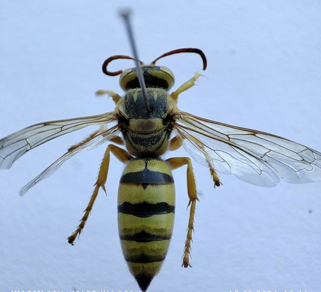 Stizus annulatus