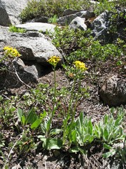 Senecio integerrimus
