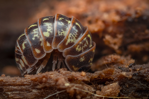 Beautiful Pill Woodlouse, Berlin-Charlottenburg-Wilmersdorf, Germany, photo 10 of 10