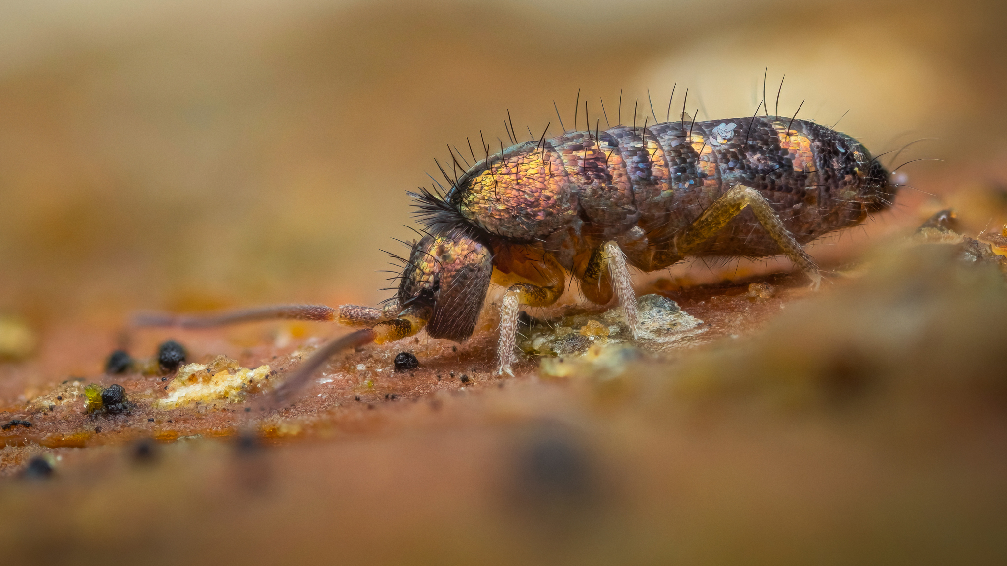 Entomobryomorpha