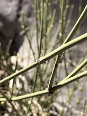 Ephedra funerea