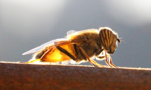 Stripe-eyed Lagoon Fly