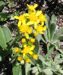 Senecio integerrimus