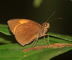 Ancistroides armatus