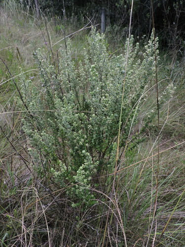 Image of Baccharis uncinella by (c) Fabrício Mil Homens Riella, some rights reserved (CC BY)