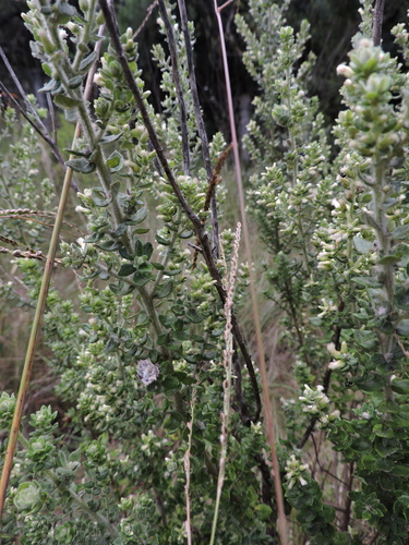 Image of Baccharis uncinella by (c) Fabrício Mil Homens Riella, some rights reserved (CC BY)