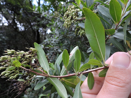 Image of Escallonia bifida by (c) Fabrício Mil Homens Riella, some rights reserved (CC BY)