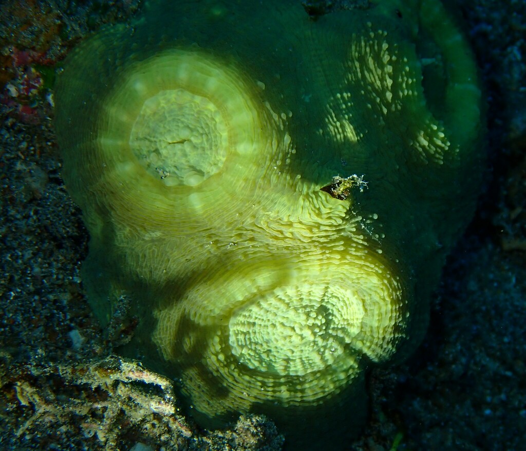 flat lettuce coral