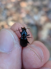 Pterostichus diligendus