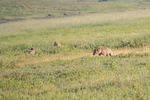 Spotted hyaena