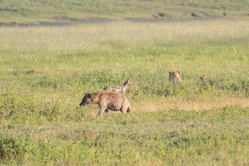 Spotted hyaena