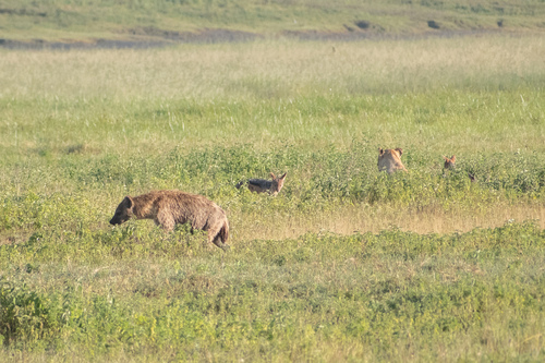 Spotted hyaena