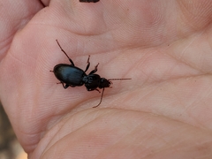 Pterostichus diligendus