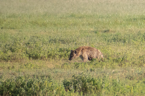 Spotted hyaena