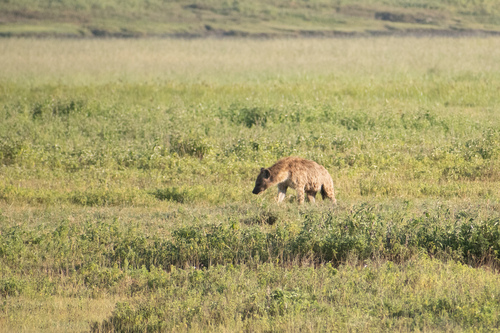 Spotted hyaena