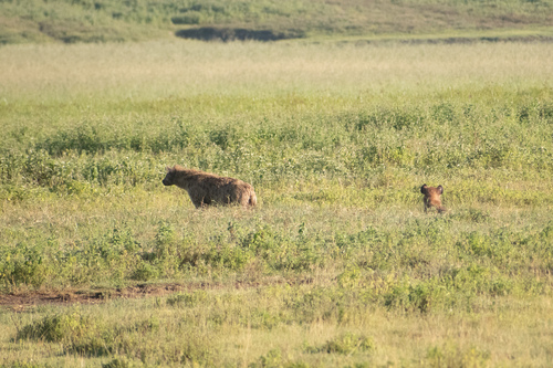 Spotted hyaena