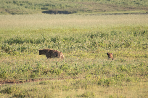 Spotted hyaena