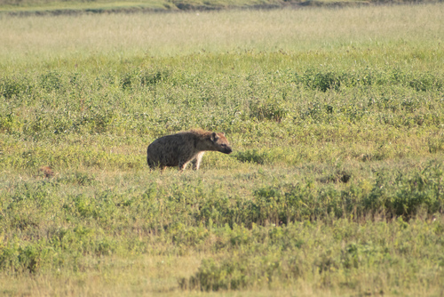 Spotted hyaena