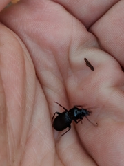 Pterostichus diligendus