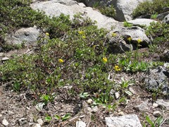 Senecio integerrimus