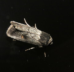 Proteuxoa restituta