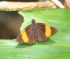 Ancistroides armatus