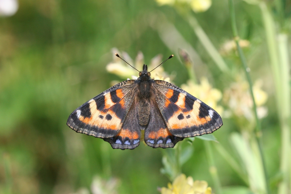 Ladakh Tortoiseshell