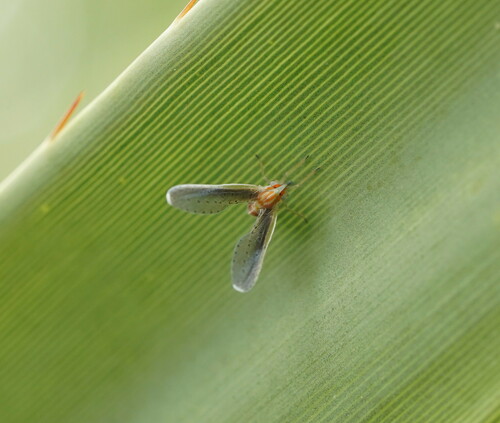 Lydda elongata observed 2024-03-14
